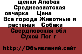 щенки Алабая (Среднеазиатская овчарка) › Цена ­ 15 000 - Все города Животные и растения » Собаки   . Свердловская обл.,Сухой Лог г.